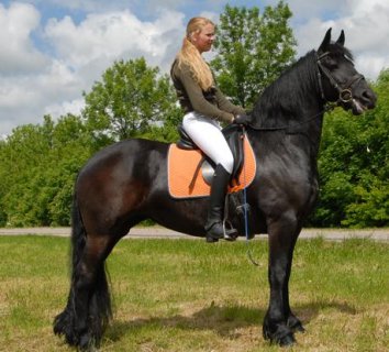 Friesian horse for adoption