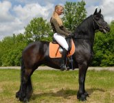Friesian horse for adoption