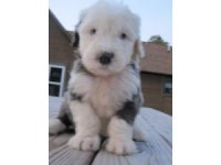 Old English Sheepdog puppies for saleSelect a Breed