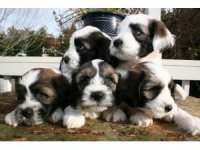 Tibetan Terrier puppies for sale
