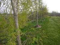 Spring in Griffeen Park, Lucan, Ireland