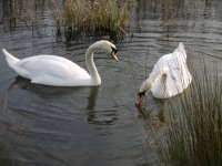 Spring in Griffeen Park, Lucan, Ireland