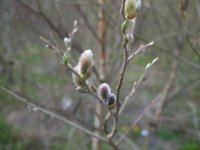 Spring in Griffeen Park, Lucan, Ireland