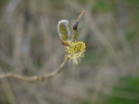 Spring in Griffeen Park, Lucan, Ireland