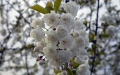 Spring in Griffeen Park, Lucan, Ireland