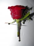Bridal bouquets