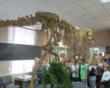 Vyatka dinosaur skeletons has brought in Volgodonsk