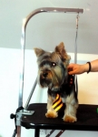 Professional  Dog Grooming