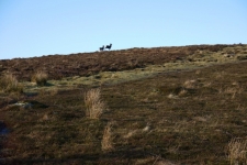 Wicklow Mountains - Camaderry, Tomaneena, St Kevins Road, Glendalaough