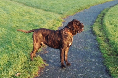 CANE CORSO MALE