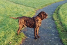 CANE CORSO MALE