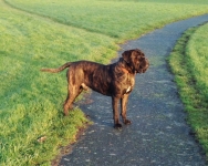 CANE CORSO MALE
