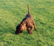CANE CORSO MALE