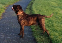 CANE CORSO MALE