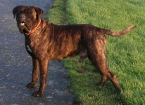 CANE CORSO MALE