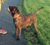 CANE CORSO MALE