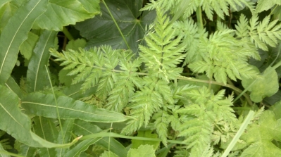 How to make a wild spring salad