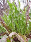 How to make a wild spring salad