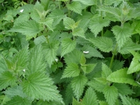 How to make a wild spring salad