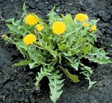 How to make a wild spring salad