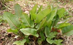 How to make a wild spring salad