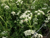 How to make a wild spring salad