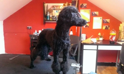 Professional Dog Grooming