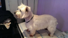 Professional Dog Grooming