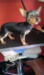 Professional Dog Grooming