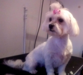 Professional Dog Grooming