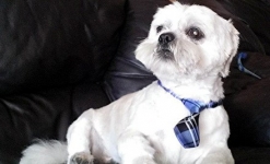 Professional Dog Grooming