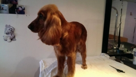 Professional Dog Grooming