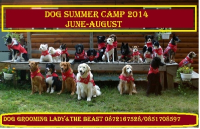 Dog summer camp