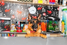 Wild Bird Shop Bowwow in Dublin & Online