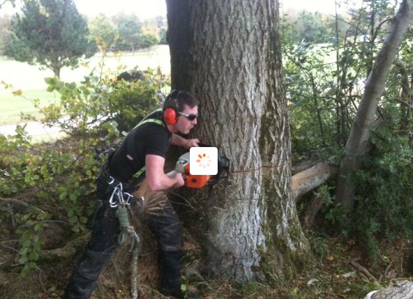 Looking for Tree Removal and Surgery in Dublin - Elite Tree Services ...