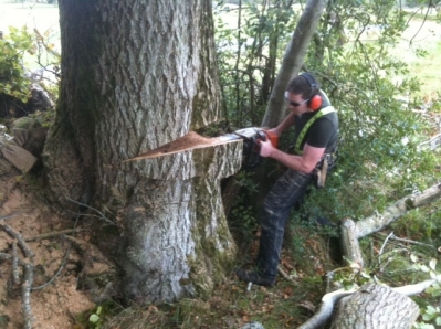 Elite Tree Services Provides Expert Tree Surgeon in Dublin