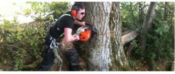 Elite Tree Services Provides Expert Tree Surgeon in Dublin