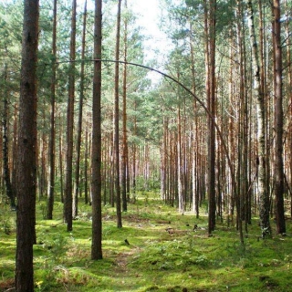 Invest in Lithuanian Forest
