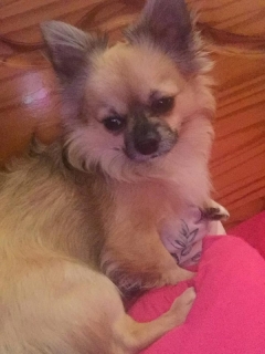 Chihuahua dog for stud €100 0852451717