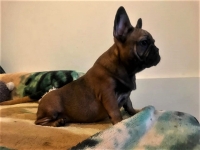Registered French Bulldogs for sale