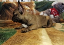Registered French Bulldogs for sale