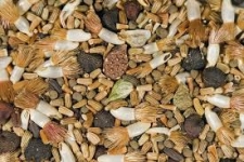 Buy almonds wholesale Karnataka, India | Nutsnyou