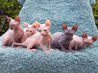 Sphynx Kittens 5 Generation Pedigree GCCF