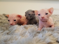 Sphynx Kittens 5 Generation Pedigree GCCF