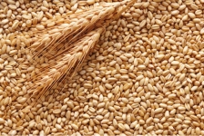 пшениця.jpg